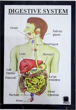 Melody S Digestive System Working Model Science Project
