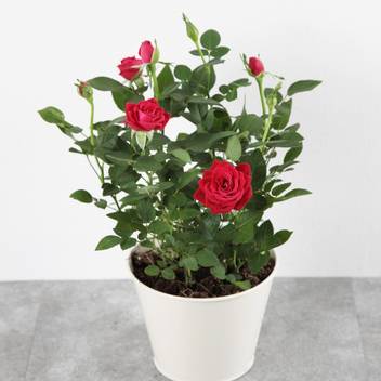 Ojorey Rose Plant Price In India Buy Ojorey Rose Plant Online At Flipkart Com