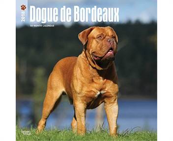 Dogue De Bordeaux 2018 Wall Calendar Buy Dogue De Bordeaux 2018 Wall Calendar By Unknown At Low Price In India Flipkart Com 2 maschietti e una femmina.