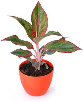 Zaavic Aglaonema Siam Aurora Lipstick Chinese Evergreen Red Plant Available In 5 Different Pots Green Red White Yellow Blue Plant Container Set Price In India Buy Zaavic Aglaonema Siam Aurora