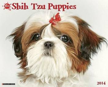 Shih Tzu Puppies Buy Shih Tzu Puppies By Unknown At Low Price