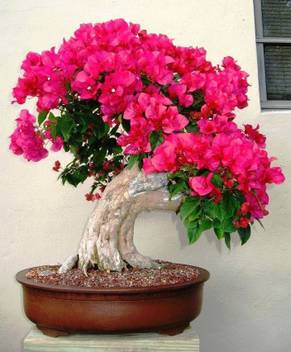 Nv Baugainvillea Plant Price In India Buy Nv Baugainvillea Plant Online At Flipkart Com