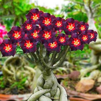 Aiden Gardens Rare Brown Black Adenium Desert Rose 10 Seeds Fire Red Heart Flower Seed Price In India Buy Aiden Gardens Rare Brown Black Adenium Desert Rose 10 Seeds Fire Red