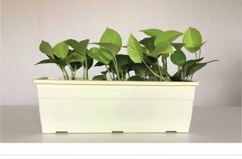 My Green Thumb Self Watering Planter Pot Rectangle Easy
