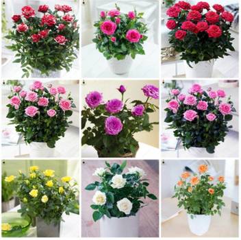 Priyathams Exotic Nine Types Of Bonsai Rose Flower Plant Seed Price In India Buy Priyathams Exotic Nine Types Of Bonsai Rose Flower Plant Seed Online At Flipkart Com