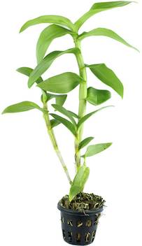 Siam Garden Orchid Plant Price In India Buy Siam Garden Orchid Plant Online At Flipkart Com