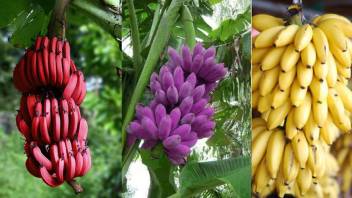 Red Banana Plant For Sale In Chennai - Banana Poster