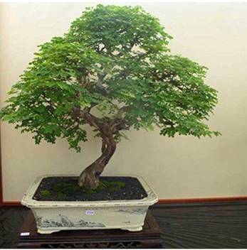 Ohhsome Bonsai Seeds Caesalpinia Bonsai Tree Seeds Tree Seeds Seed Price In India Buy Ohhsome Bonsai Seeds Caesalpinia Bonsai Tree Seeds Tree Seeds Seed Online At Flipkart Com