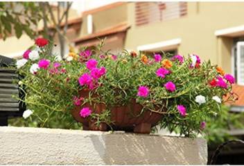 Ohhsome Vietnam Rose Seed Price In India Buy Ohhsome Vietnam Rose Seed Online At Flipkart Com