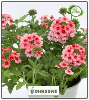 Ohhsome The Vervain Flower Seeds For Boundary Garden Plant Seeds Seed Price In India Buy Ohhsome The Vervain Flower Seeds For Boundary Garden Plant Seeds Seed Online At Flipkart Com
