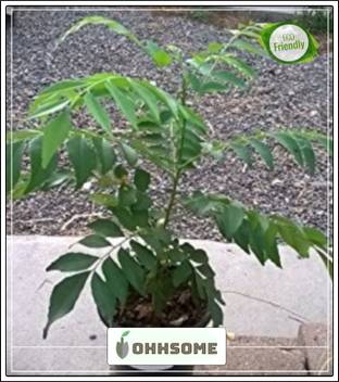 OhhSome Bonsai Barsunga A -Curry Leaf Seeds Seeds For Terrace Garden Plant Seeds For Garden Pack Seed Price in India - Buy OhhSome Bonsai Barsunga A -Curry Leaf Seeds Seeds For Terrace OhhSome Bonsai Barsunga A -Curry Leaf Seeds Seeds For Terrace Garden Plant Seeds For Garden Pack Seed Price in India - Buy OhhSome Bonsai Barsunga A -Curry Leaf Seeds Seeds For Terrace