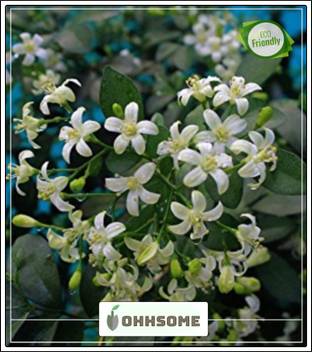 Ohhsome Chalcas Intermedia Scented Jasmine Flower Seeds Pack Of Seeds Seed Price In India Buy Ohhsome Chalcas Intermedia Scented Jasmine Flower Seeds Pack Of Seeds Seed Online At Flipkart Com