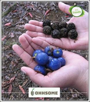 Ohhsome Rudraksha Seeds Pack Of Seeds Seed Price In India Buy Ohhsome Rudraksha Seeds Pack Of Seeds Seed Online At Flipkart Com Rudraksha beads are jewels of the gods and are mentioned in the ancient vedic. ohhsome rudraksha seeds pack of seeds seed