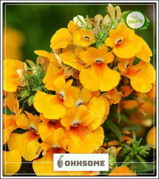 Ohhsome Nemesia Container Mix Flower Seeds Winter Garden Seeds Garden Plant Seeds Seed Price In India Buy Ohhsome Nemesia Container Mix Flower Seeds Winter Garden Seeds Garden Plant Seeds Seed Online