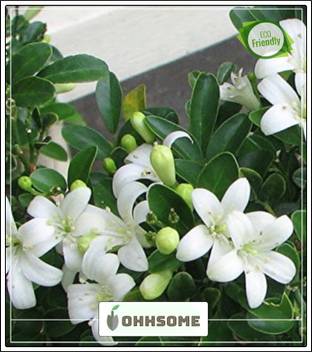Ohhsome Evergreen Shrub Kamini Kusum Jasmine Flower Seeds Seeds Seed Price In India Buy Ohhsome Evergreen Shrub Kamini Kusum Jasmine Flower Seeds Seeds Seed Online At Flipkart Com