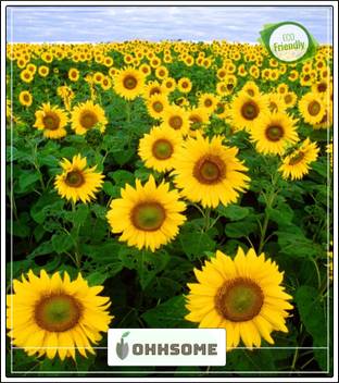 Ohhsome Dwarf Sunflower Seeds Flower Seeds For Rainy Season Garden Flower Seeds Pack Seed Price In India Buy Ohhsome Dwarf Sunflower Seeds Flower Seeds For Rainy Season Garden Flower