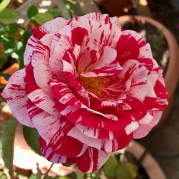 Vamsha Nature Care Rose Plant Price In India Buy Vamsha Nature Care Rose Plant Online At Flipkart Com