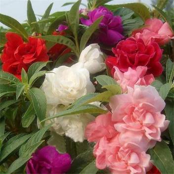 Orchidwala Double Balsam Flower Seeds Impatiens Balsamina Seed Seed Price In India Buy Orchidwala Double Balsam Flower Seeds Impatiens Balsamina Seed Seed Online At Flipkart Com
