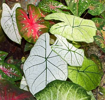 Sprout Bulbs Sprout Bulbs Caladium Bulbs Not Seeds Mixed Color Pack Of 5 Pieces Seed Price In India Buy Sprout Bulbs Sprout Bulbs Caladium Bulbs Not Seeds Mixed