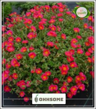 Ohhsome Time Full Planting Flowers Plants Seeds Decorative Garden