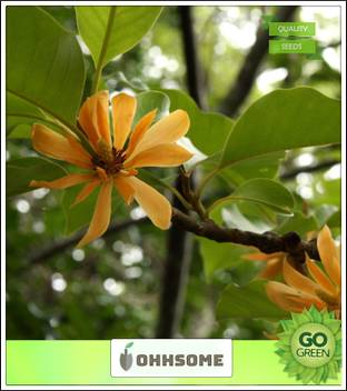 Ohhsome Most Fragrant Flowers Michelia White Chempakam Malayalam Flowering Big Tree Seeds Kitchen Garden Seeds Pack Seed Price In India Buy Ohhsome Most Fragrant Flowers Michelia White Chempakam Malayalam Flowering Big