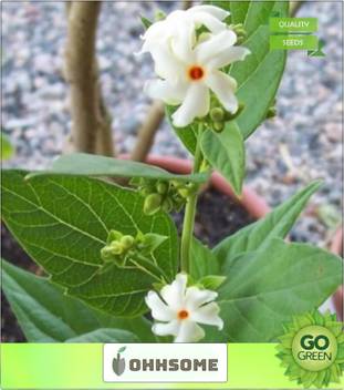 Ohhsome Coral Jasmine Flower Seeds Pavizhamalli Shade Seeds Pack Seed Price In India Buy Ohhsome Coral Jasmine Flower Seeds Pavizhamalli Shade Seeds Pack Seed Online At Flipkart Com