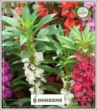 Ohhsome Annual Plant Garden Jewelweed Garden Seeds Home Depot Garden Plant Seeds Seed Price In India Buy Ohhsome Annual Plant Garden Jewelweed Garden Seeds Home Depot Garden Plant Seeds Seed Online