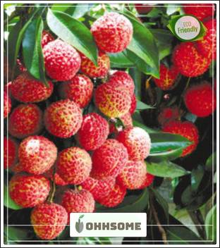 Ohhsome Fruit Seeds Lychee Bonsai Suitable Succulent Type Plant Seeds Gardening Fruit Seeds Seeds Kitchen Garden Seeds Pack Seed Price In India Buy Ohhsome Fruit Seeds Lychee Bonsai Suitable Succulent Type