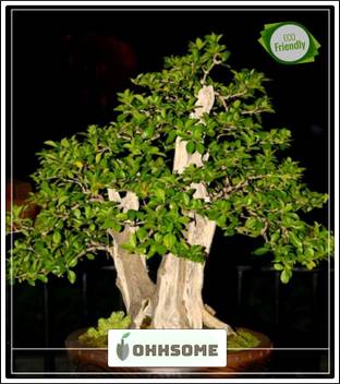 OhhSome Garden Herb Bonsai Tree seeds Duranta Erecta Flowering Shrub Bonsai Tree seeds Kitchen Garden Bonsai Tree seeds Pack Seed Price in India - Buy OhhSome Garden Herb Bonsai Tree seeds Duranta OhhSome Garden Herb Bonsai Tree seeds Duranta Erecta Flowering Shrub Bonsai Tree seeds Kitchen Garden Bonsai Tree seeds Pack Seed Price in India - Buy OhhSome Garden Herb Bonsai Tree seeds Duranta