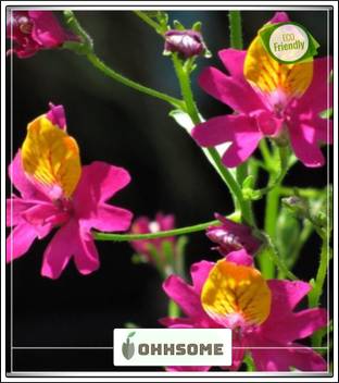 Ohhsome Fringeflower Bushy Half Hardy Annuals Flower Seeds For Direct Sowing Garden Plant Seeds Seed Price In India Buy Ohhsome Fringeflower Bushy Half Hardy Annuals Flower Seeds For Direct Sowing Garden