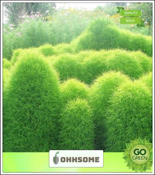 Ohhsome Easy To Grow Foliage Plant Kochia Scoparia Kochia Plant Seeds Seed Price In India Buy Ohhsome Easy To Grow Foliage Plant Kochia Scoparia Kochia Plant Seeds Seed Online At Flipkart Com