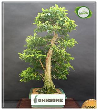 OhhSome Ornamental Plant Golden Dewdrop Duranta Flowering Shrub Bonsai Tree seeds Kitchen Garden Bonsai Tree seeds Pack Seed Price in India - Buy OhhSome Ornamental Plant Golden Dewdrop Duranta Flowering Shrub Bonsai OhhSome Ornamental Plant Golden Dewdrop Duranta Flowering Shrub Bonsai Tree seeds Kitchen Garden Bonsai Tree seeds Pack Seed Price in India - Buy OhhSome Ornamental Plant Golden Dewdrop Duranta Flowering Shrub Bonsai