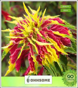 Ohhsome Amaranthus Bedding Plant For Vertical Garden Seeds Kitchen Garden Seeds Pack Seed Price In India Buy Ohhsome Amaranthus Bedding Plant For Vertical Garden Seeds Kitchen Garden Seeds Pack Seed Online