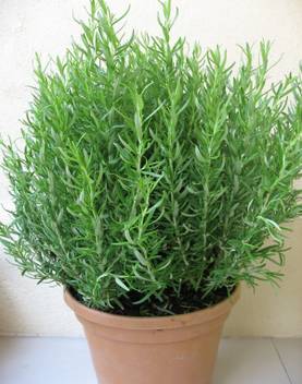 Vamsha Nature Care Rose Plant Price in India - Buy Vamsha Nature Care Rose  Plant online at Flipkart.com