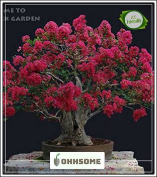 Crape Myrtle Bonsai Care - Pin On E Pictures Crape Myrtle - They do well in a mixture which is about 60% aggregate and 40% organic.