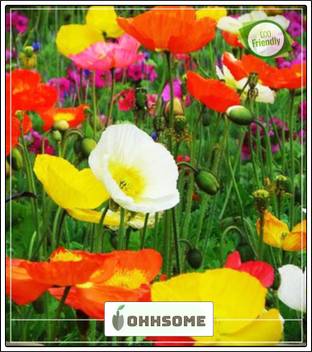 Ohhsome Red Weed Seeds For Plants Balcony Garden Plant Seeds Seed Price In India Buy Ohhsome Red Weed Seeds For Plants Balcony Garden Plant Seeds Seed Online At Flipkart Com Afghani #1 from sensi seeds is a type of weed with afghan indica genetics. flipkart