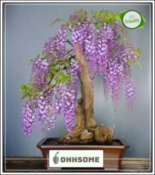 Ohhsome Bonsai Suitable Seeds Jacaranda Cuspidifolia Blue Rare Imported Bonsai Suitable Seeds Seed Price In India Buy Ohhsome Bonsai Suitable Seeds Jacaranda Cuspidifolia Blue Rare Imported Bonsai Suitable Seeds Seed Online