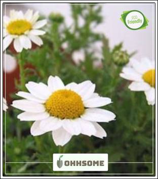 Ohhsome Chandramukhi White Flower Seeds S Hybrid Seed Garden Plant Seeds Seed Price In India Buy Ohhsome Chandramukhi White Flower Seeds S Hybrid Seed Garden Plant Seeds Seed Online At Flipkart Com