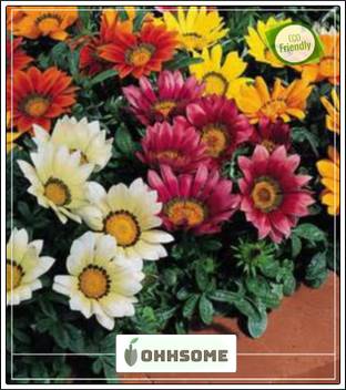 Ohhsome Best Ornamental Flower Garden Plants Seeds Garden Seeds