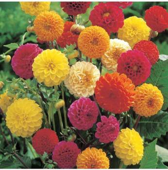 Ohhsome Flower Seeds Giant Dahlia Flowered Flia Mix Balcony Garden Gardening For Beginners Home Garden Plant Seeds Eco Pack Garden Plant Seeds By Ohhsome Seed Price In India Buy Ohhsome