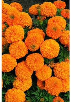 Ohhsome African Marigold Orange Colour Flower Seeds Seed Price In India Buy Ohhsome African Marigold Orange Colour Flower Seeds Seed Online At Flipkart Com