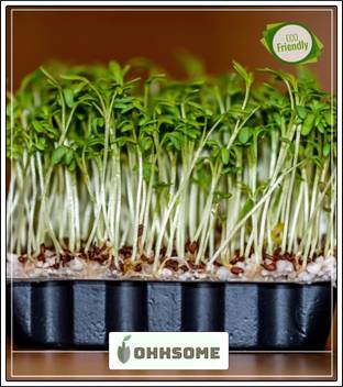 Ohhsome Herb Seeds For Kitchen Garden Cress Seeds Aliverai