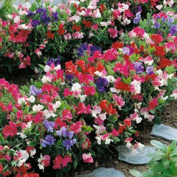 Ohhsome Flower Seeds Sweet Peas Heady Scent Garden Seeds Home