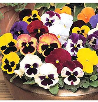 Ohhsome Pansy Swiss Giant Imp Mix Flower Seeds Seed Price In India Buy Ohhsome Pansy Swiss Giant Imp Mix Flower Seeds Seed Online At Flipkart Com