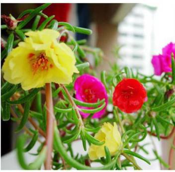Ohhsome Flower Seeds Mexican Rose Flower Seeds For Rainy Season Plants Seeds Decorative Home Garden Plant Seeds Eco Pack Garden Plant Seeds By Ohhsome Seed Price In India Buy Ohhsome The rainy season puts of many tourists meaning that this period is also the low season.