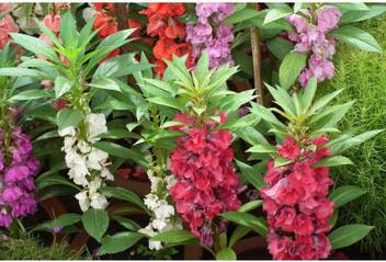 Ohhsome Flower Seeds Spotted Snapweed Touch Me Not Seeds Flower Seeds Easy To Grow Home Garden Plant Seeds Eco Pack Garden Plant Seeds By Ohhsome Seed Price In India Buy Ohhsome Flower