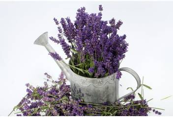 OhhSome Herb Seeds For Garden - Lavender Flower Seeds Kitchen
