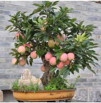 Ohhsome Bonsai Suitable Fruit Seeds Apple Fruit Tree Seeds For Home Garden Fruits Bonsai Suitable Fruit Seeds Pack Seed Price In India Buy Ohhsome Bonsai Suitable Fruit Seeds Apple