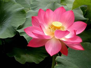 Ohhsome Indian Lotus Red Flower Nelumbo Nucifera Kamal Sacred Water Lily Seeds 15 Seeds Plants Seeds For Home Decor Garden Plant Seeds Seed Price In India Buy Ohhsome Indian Lotus Red Flower