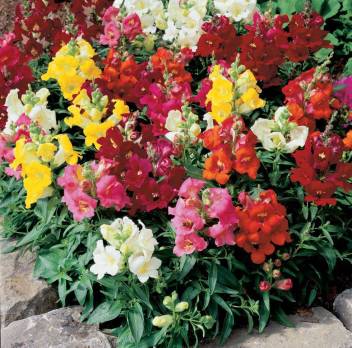 Ohhsome Flower Seeds Snapdragon Tom Thumb Flower Seeds Of Winter